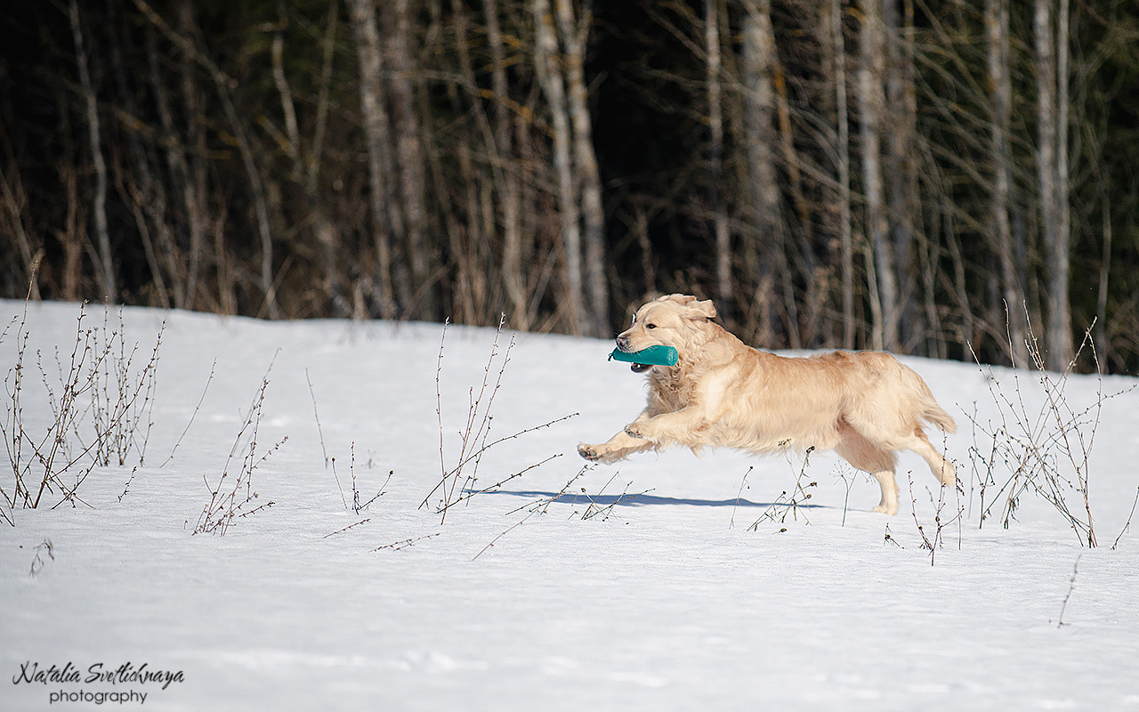Тренировочный воркинг тест Школы Шмеля 18 марта 2023. Фотограф-анималист Наталья Светличная