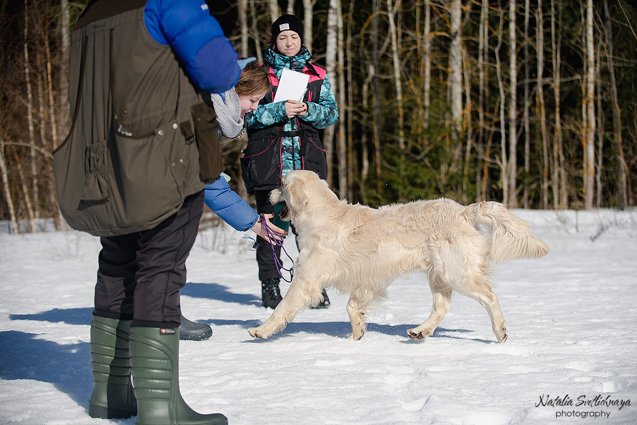 Тренировочный воркинг тест Школы Шмеля 18 марта 2023. Фотограф-анималист Наталья Светличная
