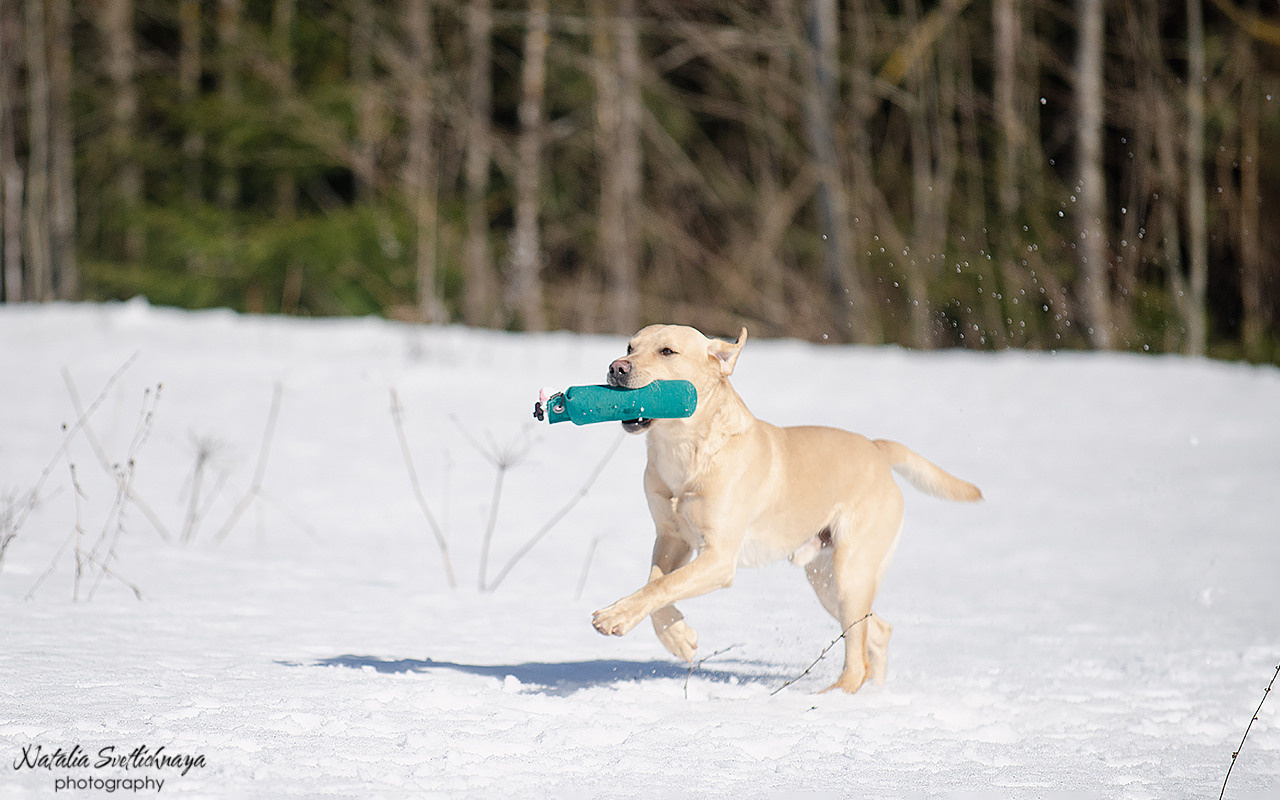 Тренировочный воркинг тест Школы Шмеля 18 марта 2023. Фотограф-анималист Наталья Светличная