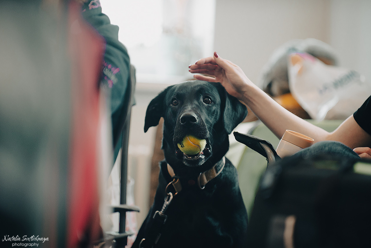 Семинар с Марией Рыбкиной «Игры с собаками» (24.02.2023). Фотограф-анималист Наталья Светличная