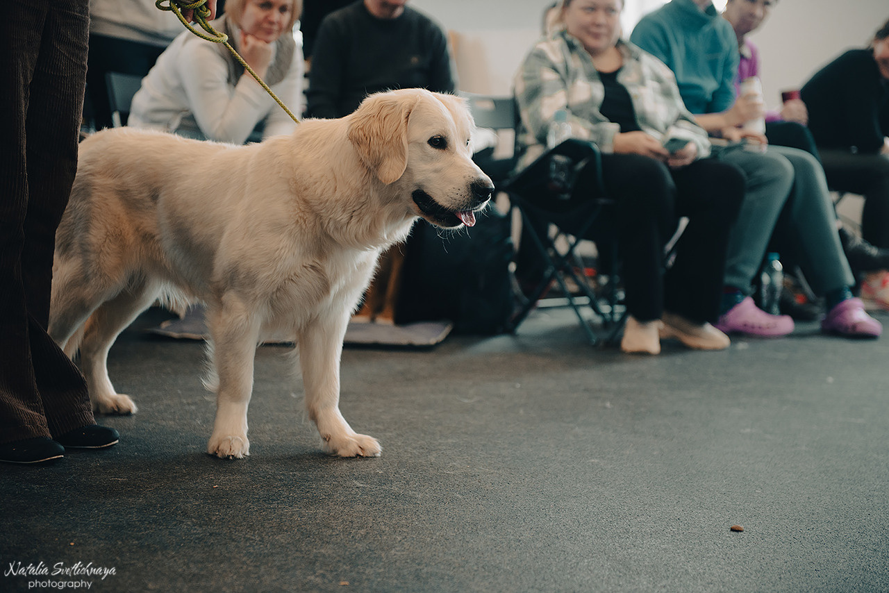 Семинар с Марией Рыбкиной «Игры с собаками» (24.02.2023). Фотограф-анималист Наталья Светличная