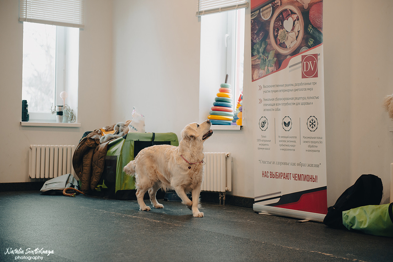 Семинар с Марией Рыбкиной «Игры с собаками» (24.02.2023). Фотограф-анималист Наталья Светличная