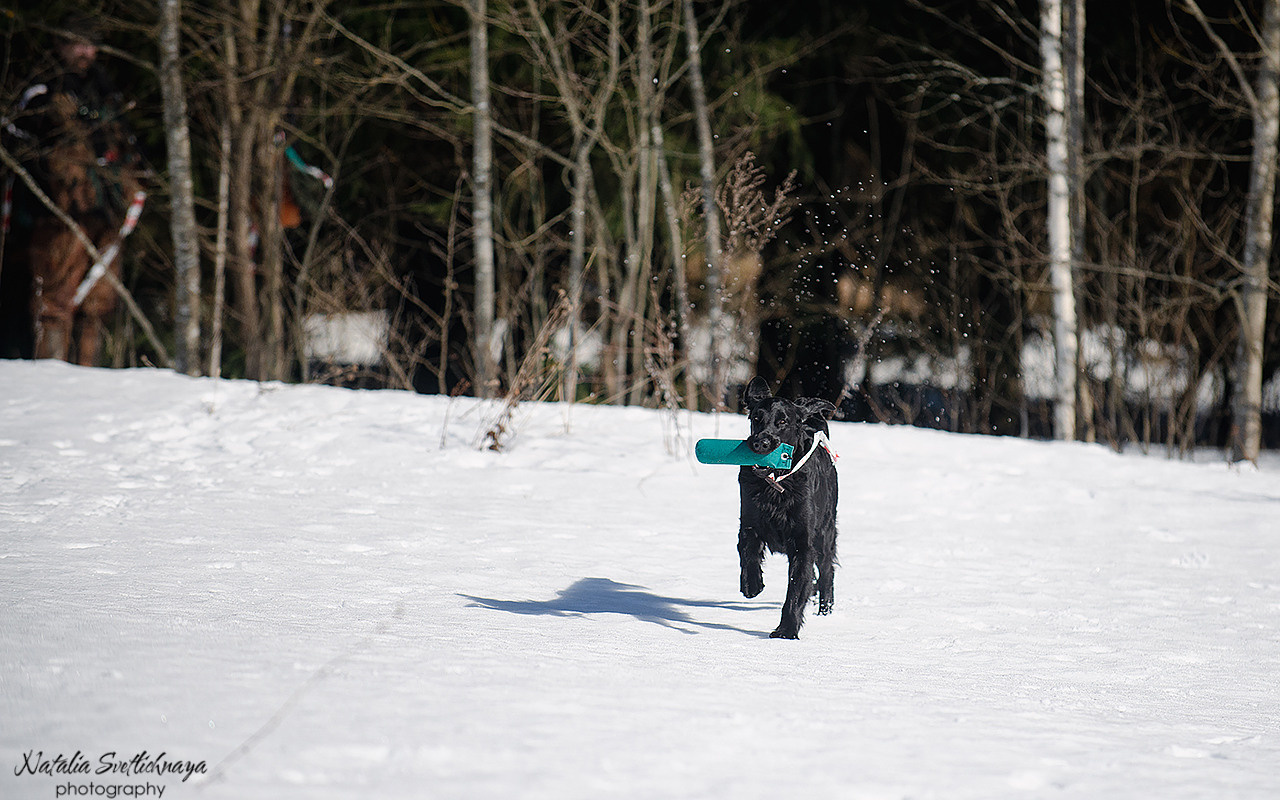 Тренировочный воркинг тест Школы Шмеля 18 марта 2023. Фотограф-анималист Наталья Светличная