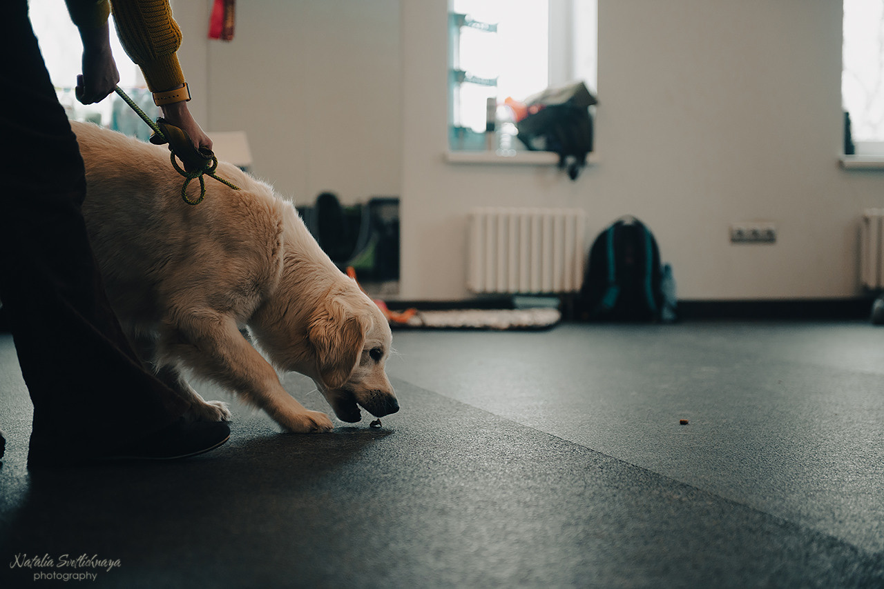 Семинар с Марией Рыбкиной «Игры с собаками» (24.02.2023). Фотограф-анималист Наталья Светличная