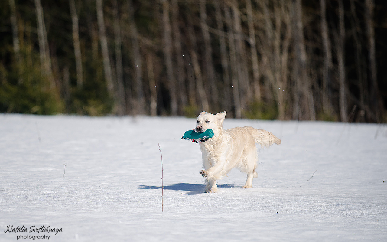 Тренировочный воркинг тест Школы Шмеля 18 марта 2023. Фотограф-анималист Наталья Светличная