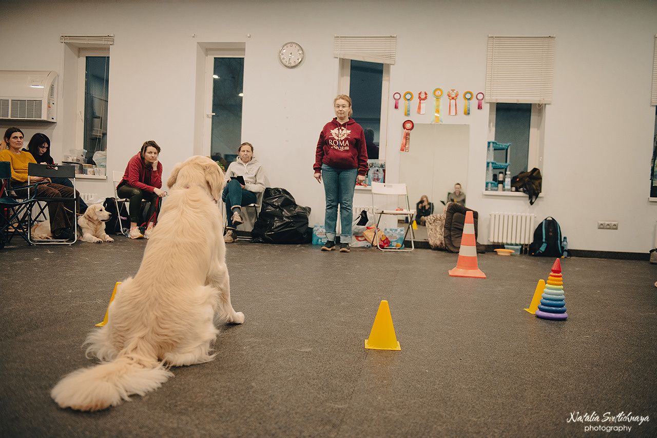 Семинар с Марией Рыбкиной «Игры с собаками» (24.02.2023). Фотограф-анималист Наталья Светличная