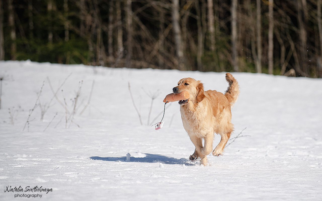 Тренировочный воркинг тест Школы Шмеля 18 марта 2023. Фотограф-анималист Наталья Светличная