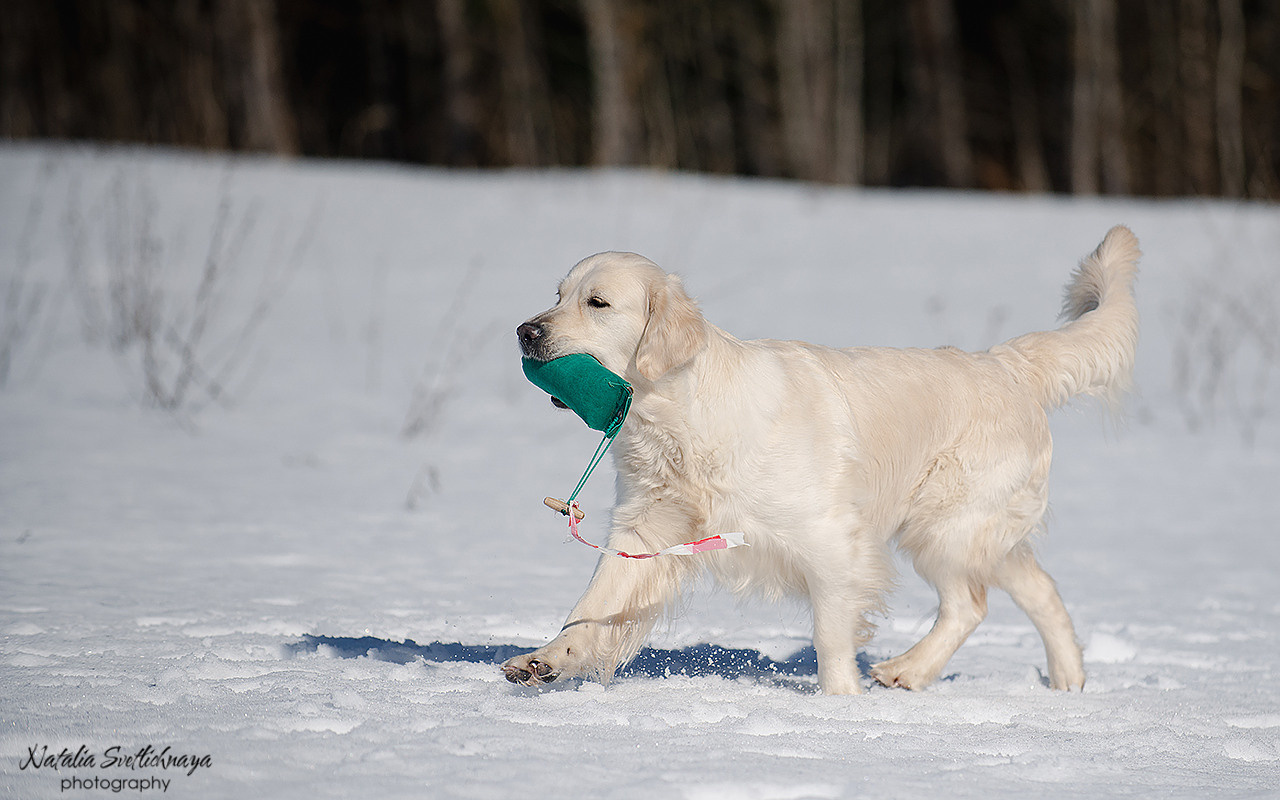 Тренировочный воркинг тест Школы Шмеля 18 марта 2023. Фотограф-анималист Наталья Светличная
