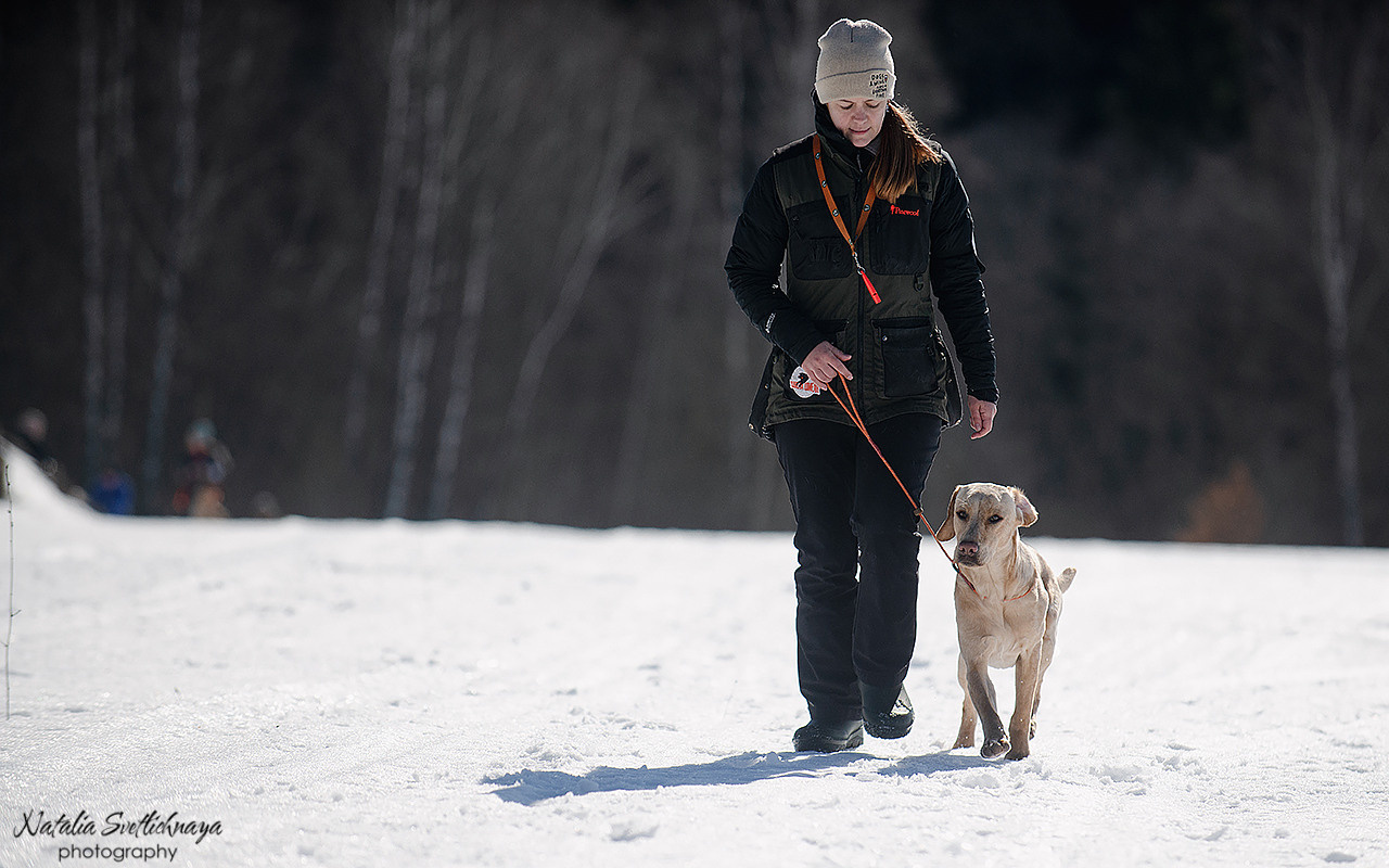 Тренировочный воркинг тест Школы Шмеля 18 марта 2023. Фотограф-анималист Наталья Светличная