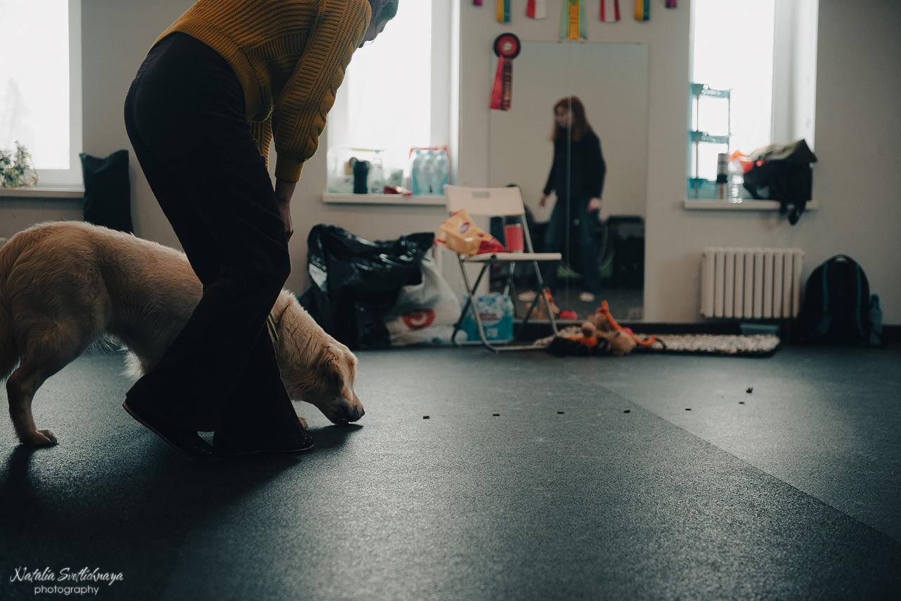Семинар с Марией Рыбкиной «Игры с собаками» (24.02.2023). Фотограф-анималист Наталья Светличная