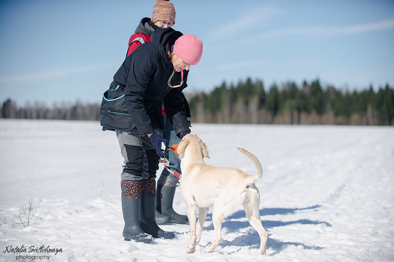 Тренировочный воркинг тест Школы Шмеля 18 марта 2023. Фотограф-анималист Наталья Светличная