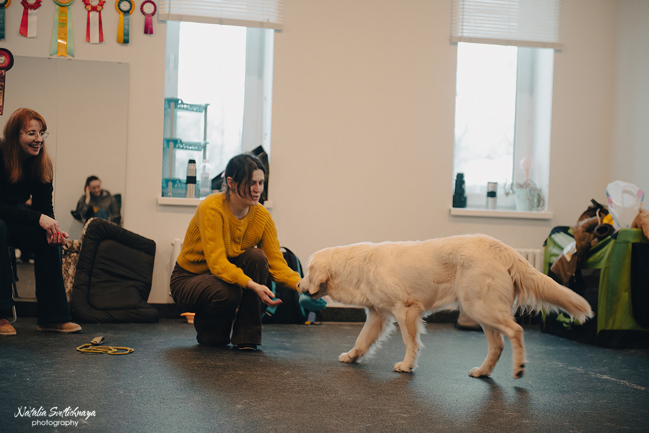 Семинар с Марией Рыбкиной «Игры с собаками» (24.02.2023). Фотограф-анималист Наталья Светличная