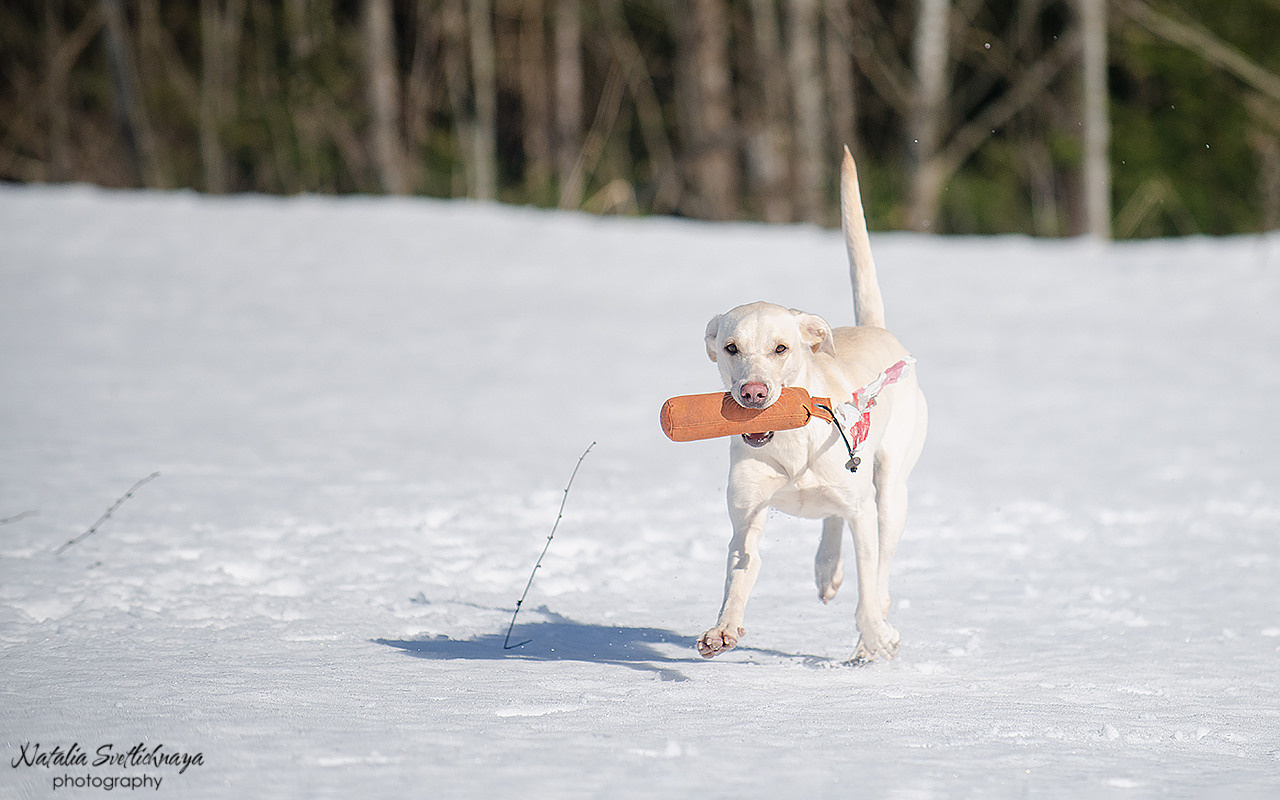 Тренировочный воркинг тест Школы Шмеля 18 марта 2023. Фотограф-анималист Наталья Светличная