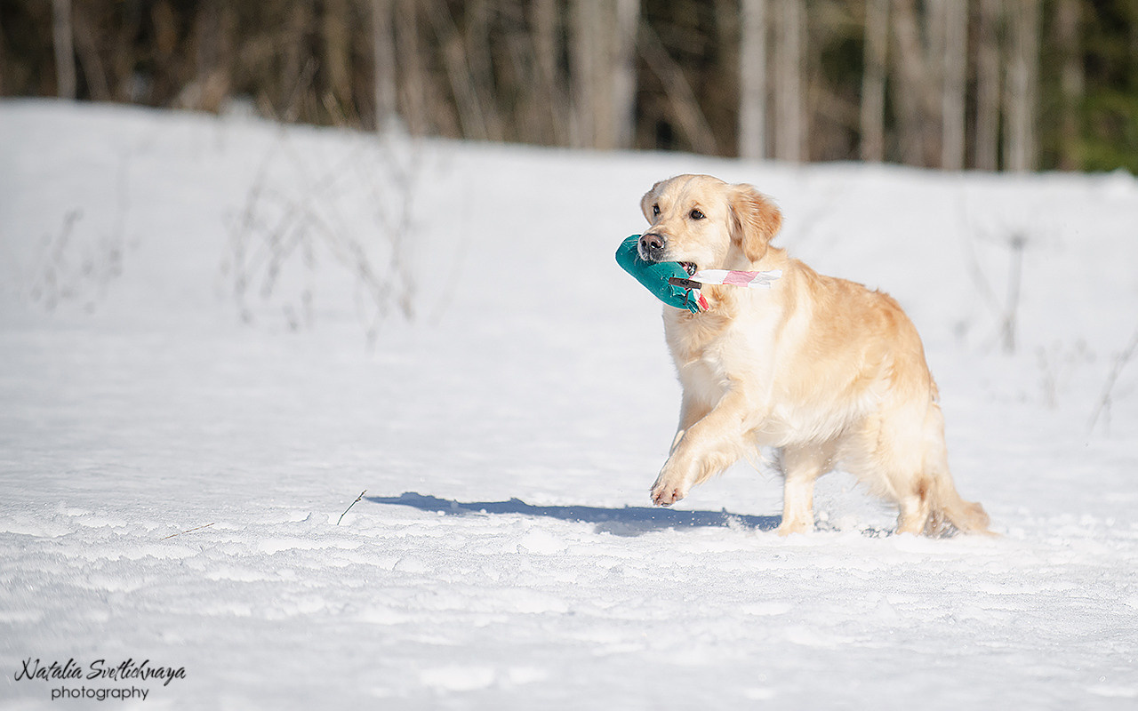 Тренировочный воркинг тест Школы Шмеля 18 марта 2023. Фотограф-анималист Наталья Светличная
