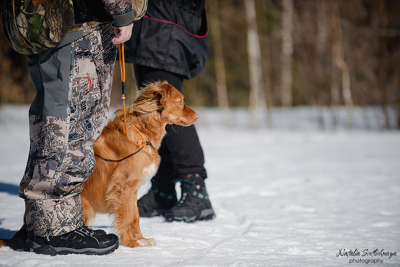 Тренировочный воркинг тест Школы Шмеля 18 марта 2023. Фотограф-анималист Наталья Светличная