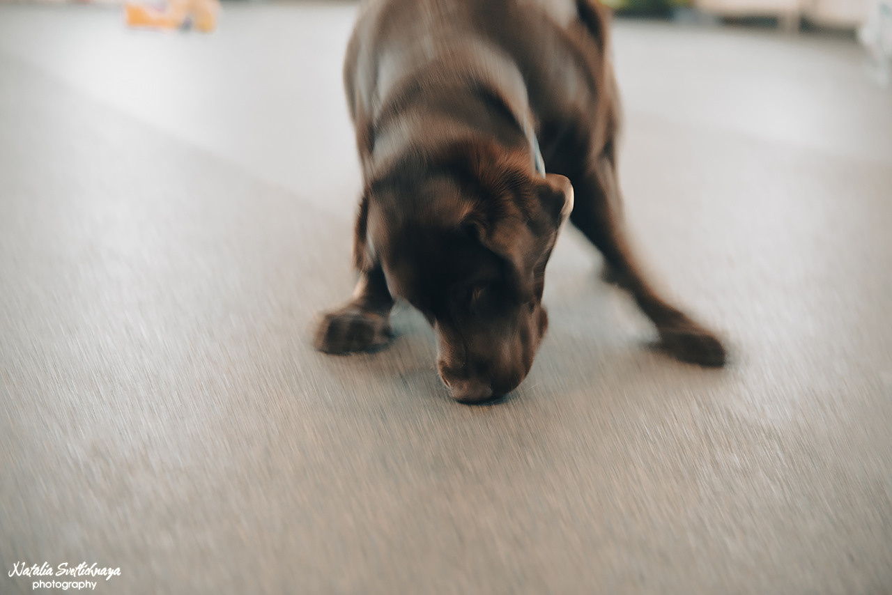 Семинар с Марией Рыбкиной «Игры с собаками» (24.02.2023). Фотограф-анималист Наталья Светличная