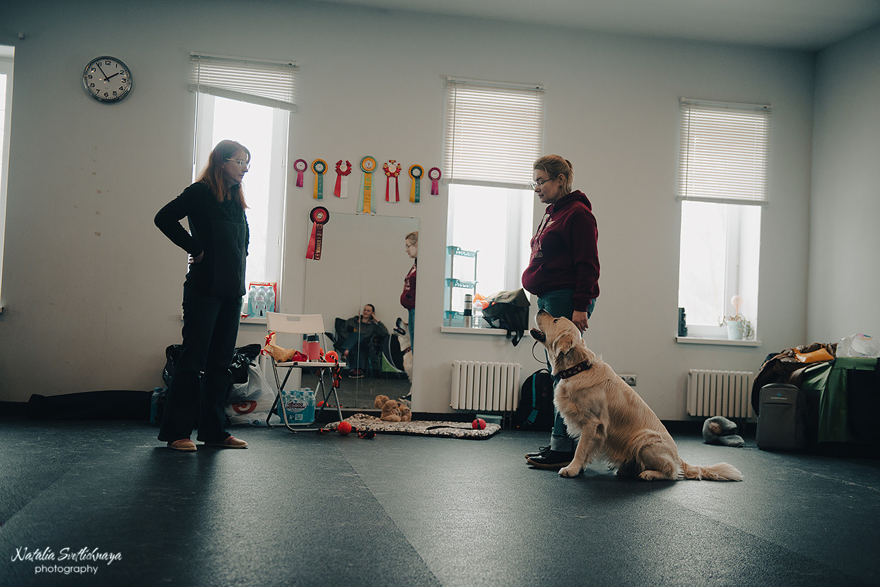 Семинар с Марией Рыбкиной «Игры с собаками» (24.02.2023). Фотограф-анималист Наталья Светличная