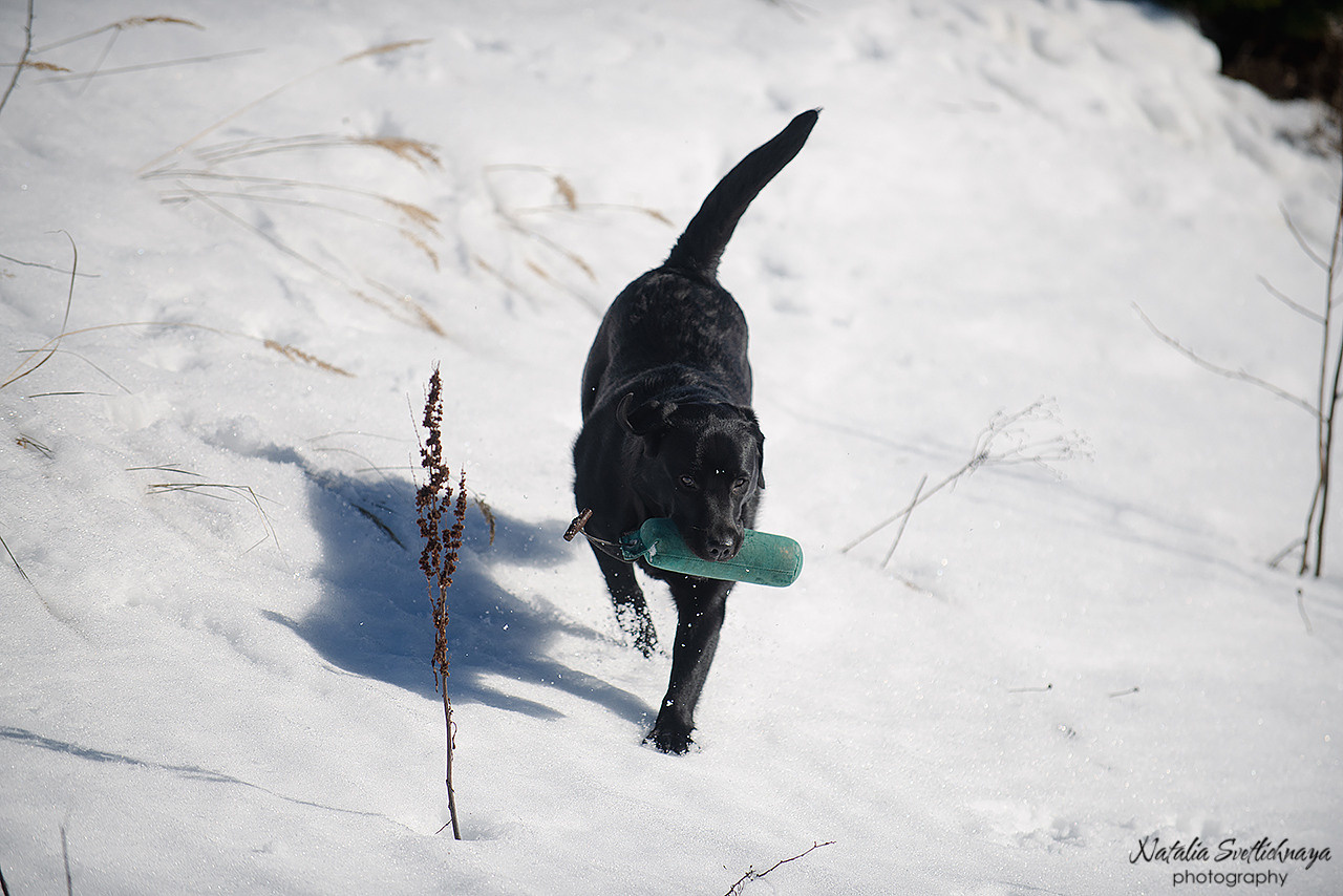 Тренировочный воркинг тест Школы Шмеля 18 марта 2023. Фотограф-анималист Наталья Светличная