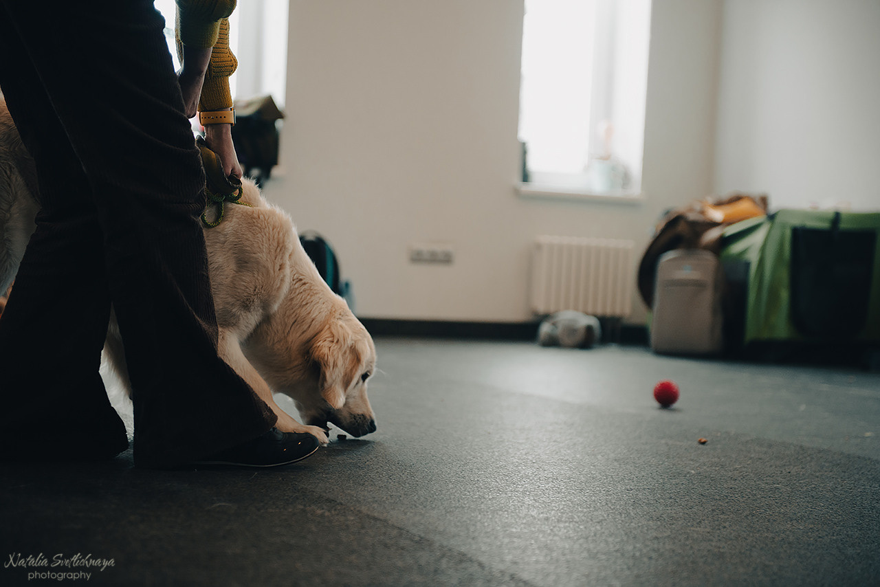Семинар с Марией Рыбкиной «Игры с собаками» (24.02.2023). Фотограф-анималист Наталья Светличная