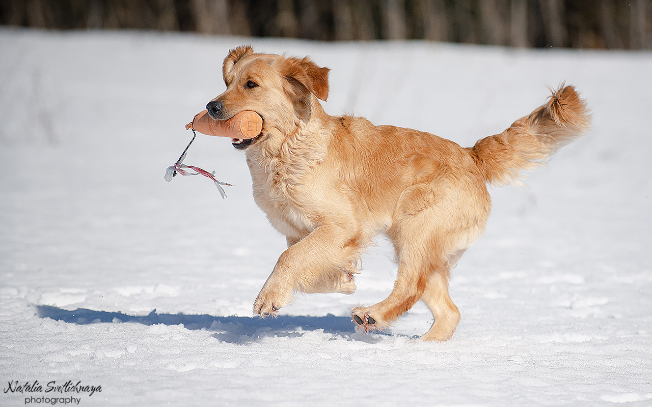 Тренировочный воркинг тест Школы Шмеля 18 марта 2023. Фотограф-анималист Наталья Светличная