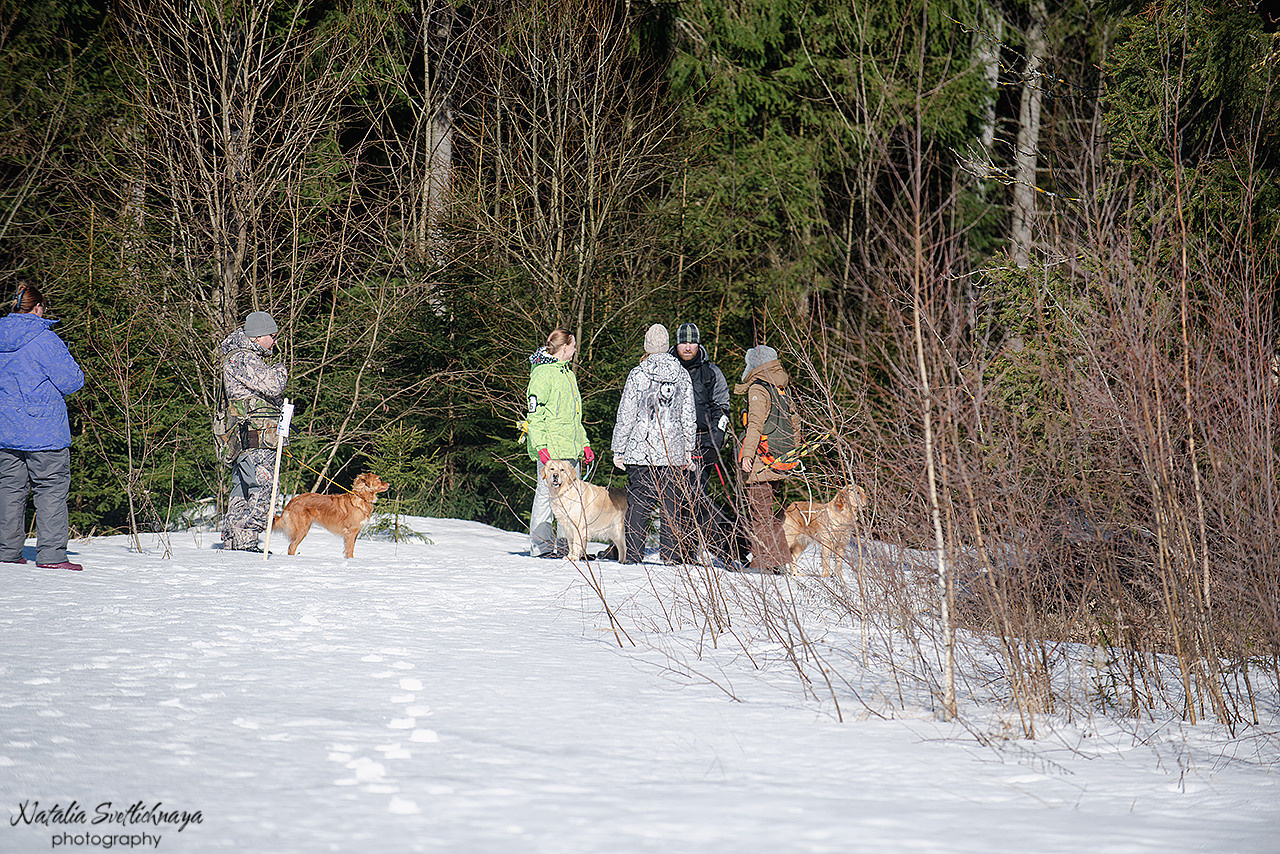 Тренировочный воркинг тест Школы Шмеля 18 марта 2023. Фотограф-анималист Наталья Светличная