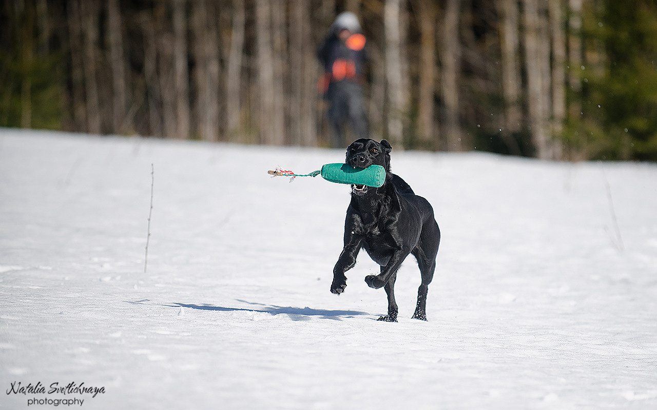 Тренировочный воркинг тест Школы Шмеля 18 марта 2023. Фотограф-анималист Наталья Светличная