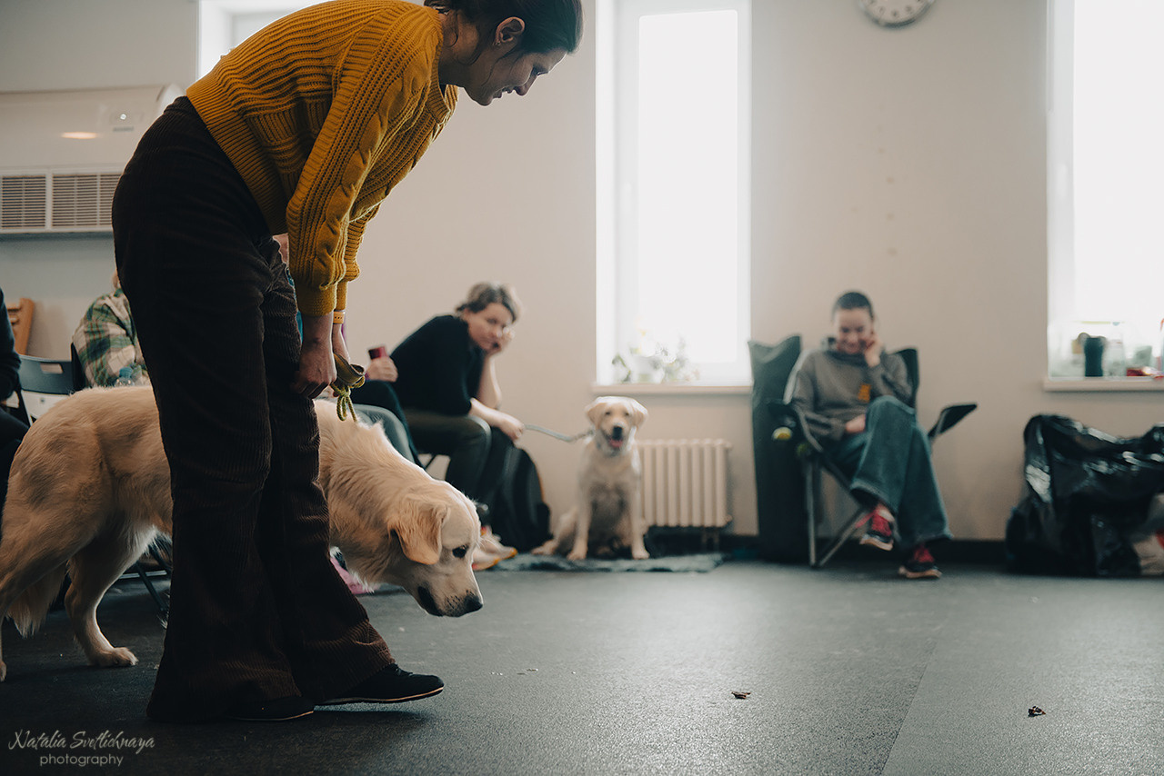 Семинар с Марией Рыбкиной «Игры с собаками» (24.02.2023). Фотограф-анималист Наталья Светличная