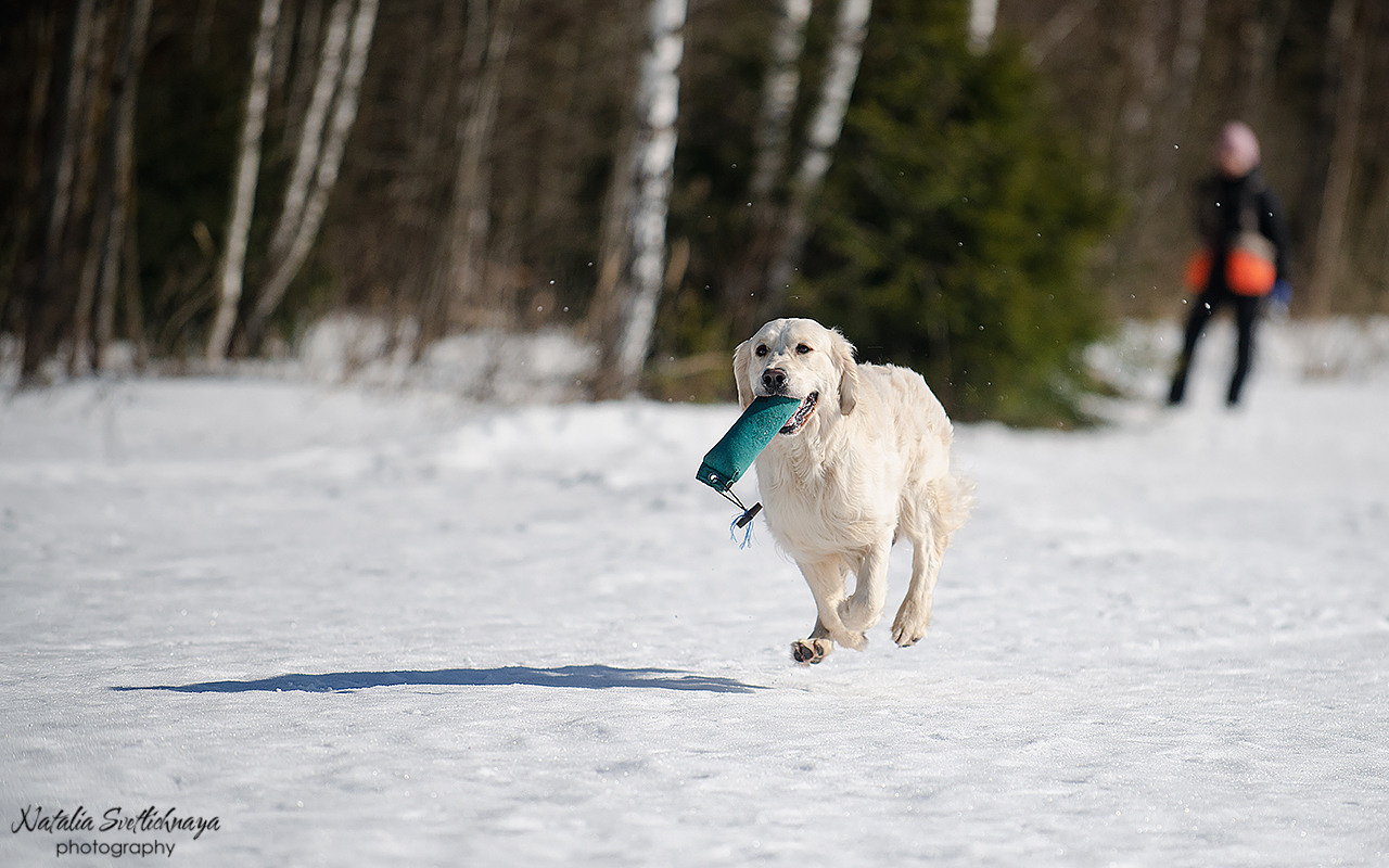 Тренировочный воркинг тест Школы Шмеля 18 марта 2023. Фотограф-анималист Наталья Светличная
