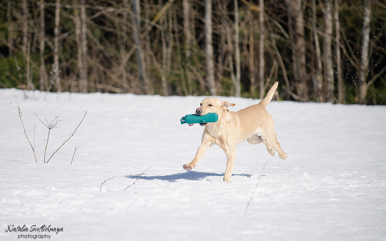 Тренировочный воркинг тест Школы Шмеля 18 марта 2023. Фотограф-анималист Наталья Светличная