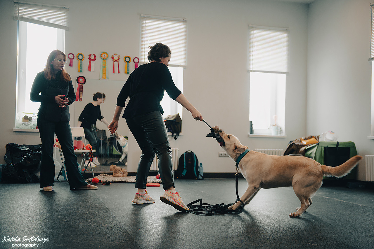 Семинар с Марией Рыбкиной «Игры с собаками» (24.02.2023). Фотограф-анималист Наталья Светличная