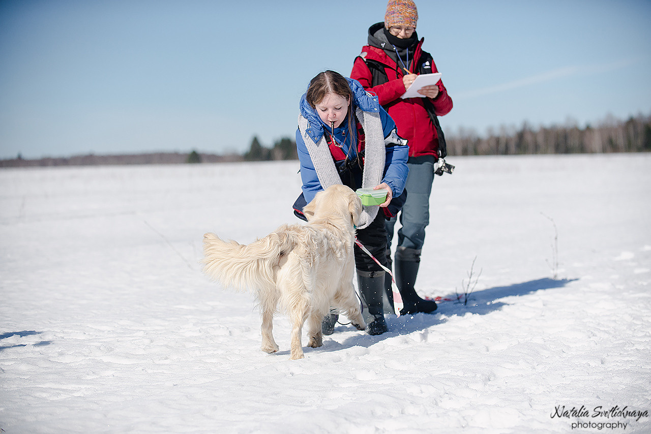 Тренировочный воркинг тест Школы Шмеля 18 марта 2023. Фотограф-анималист Наталья Светличная