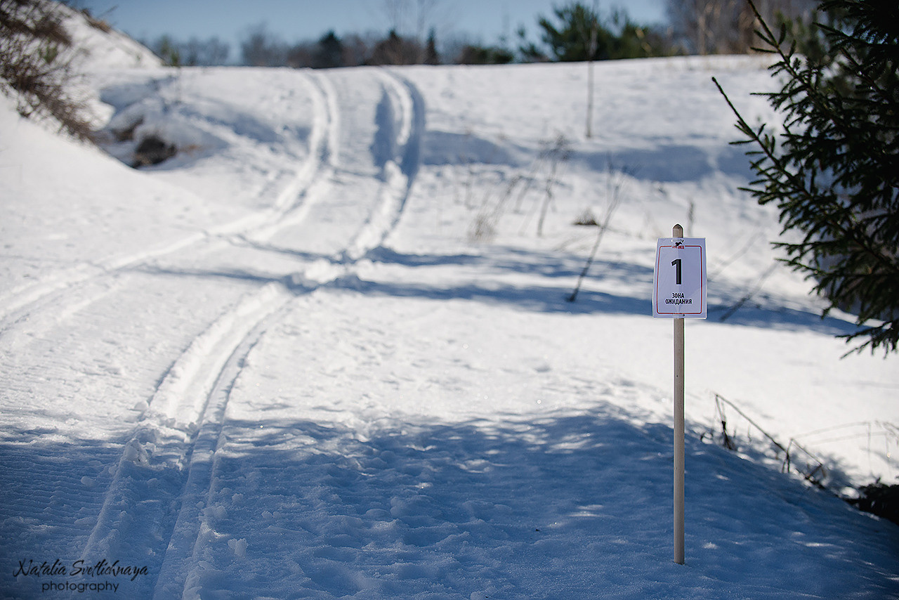 Тренировочный воркинг тест Школы Шмеля 18 марта 2023. Фотограф-анималист Наталья Светличная