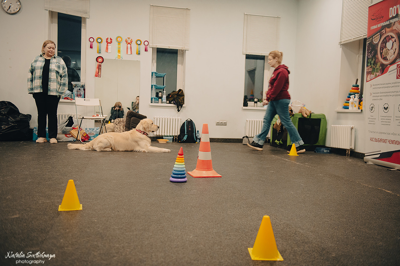 Семинар с Марией Рыбкиной «Игры с собаками» (24.02.2023). Фотограф-анималист Наталья Светличная
