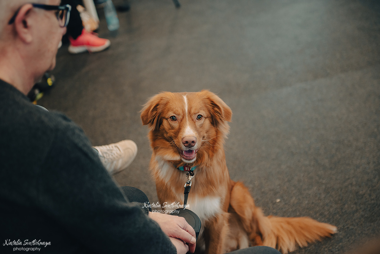 Семинар с Марией Рыбкиной «Игры с собаками» (24.02.2023). Фотограф-анималист Наталья Светличная