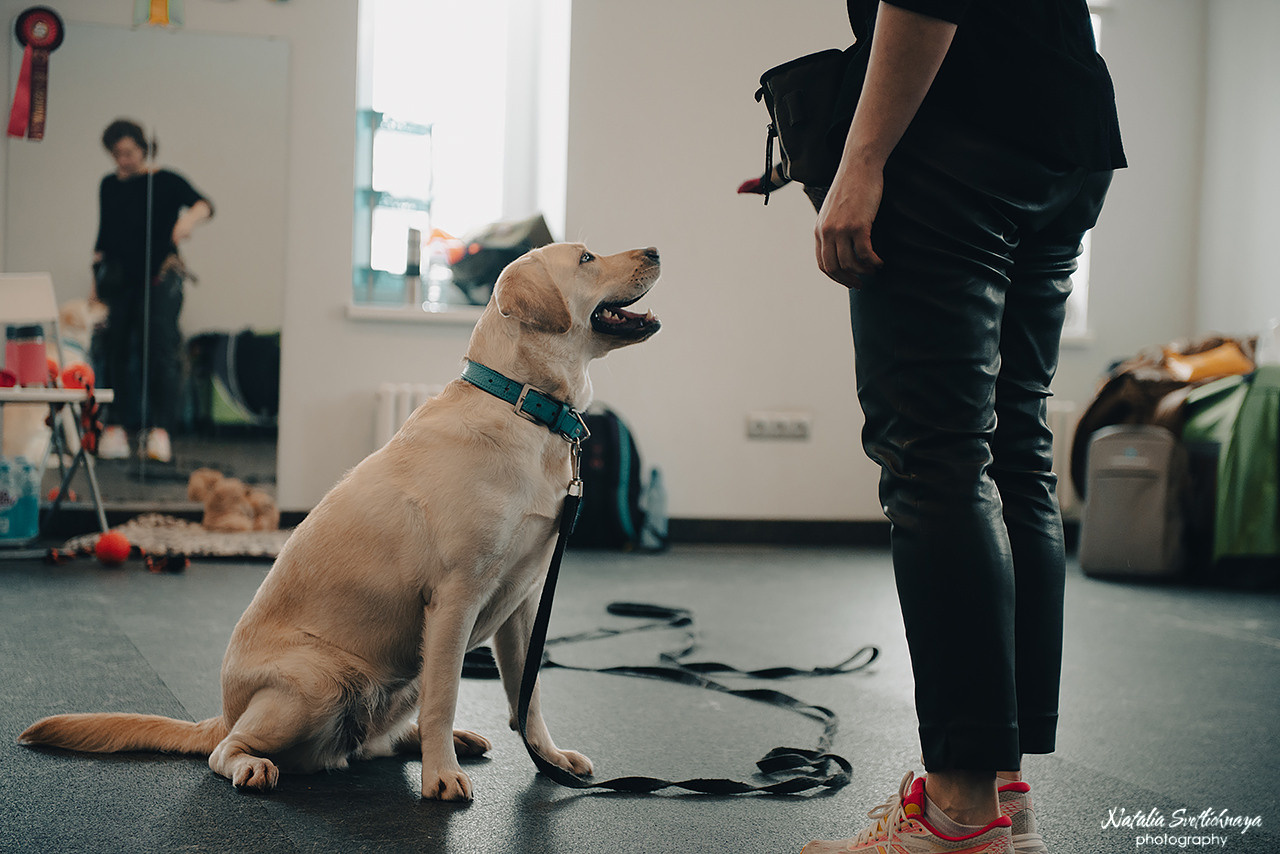 Семинар с Марией Рыбкиной «Игры с собаками» (24.02.2023). Фотограф-анималист Наталья Светличная