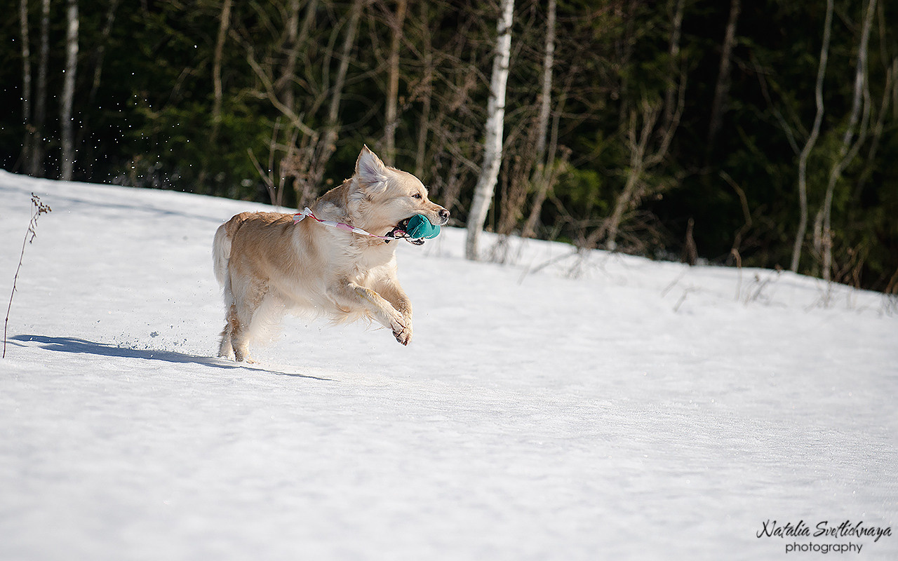 Тренировочный воркинг тест Школы Шмеля 18 марта 2023. Фотограф-анималист Наталья Светличная