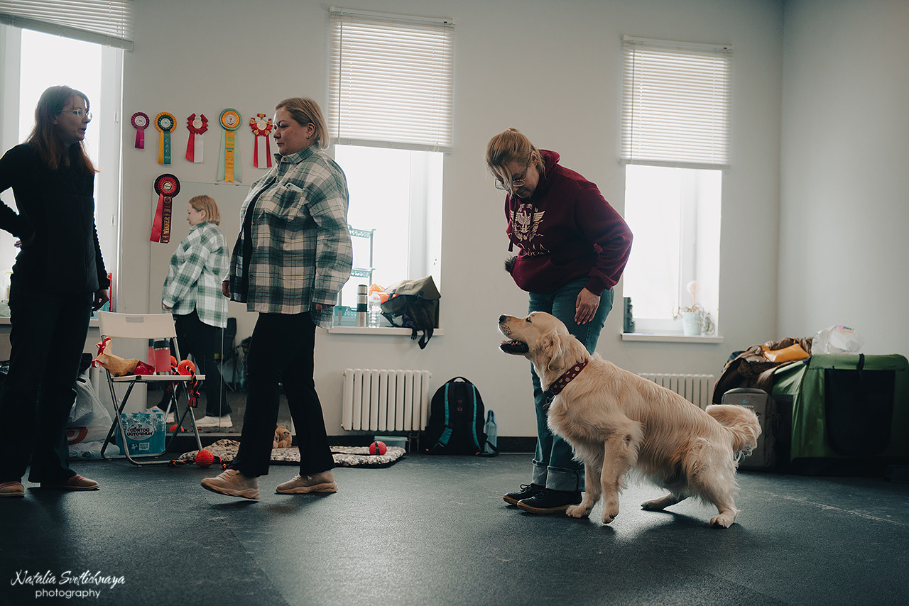 Семинар с Марией Рыбкиной «Игры с собаками» (24.02.2023). Фотограф-анималист Наталья Светличная