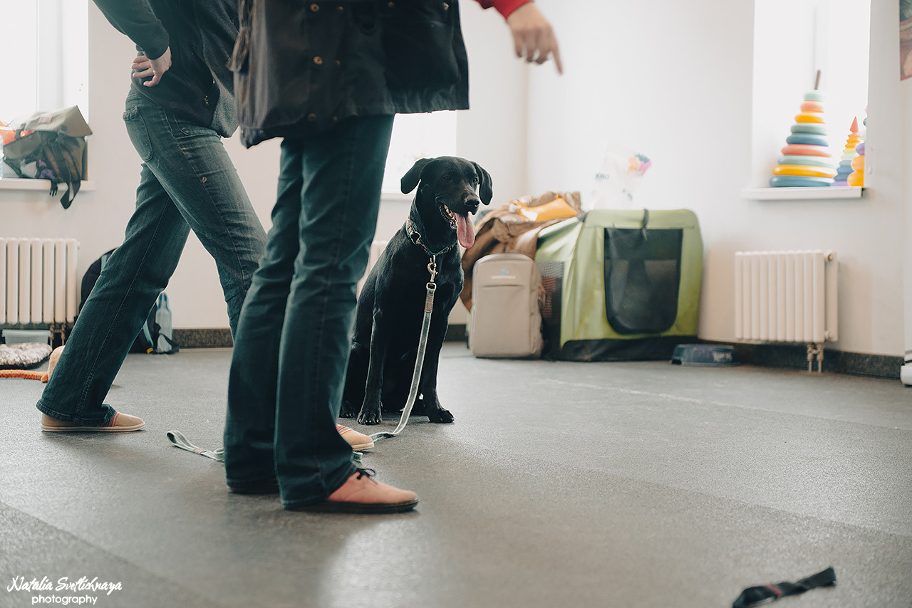 Семинар с Марией Рыбкиной «Игры с собаками» (24.02.2023). Фотограф-анималист Наталья Светличная