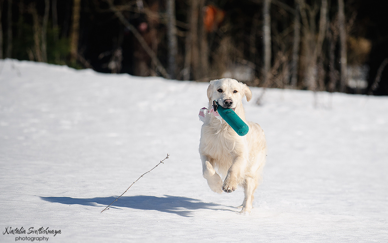 Тренировочный воркинг тест Школы Шмеля 18 марта 2023. Фотограф-анималист Наталья Светличная