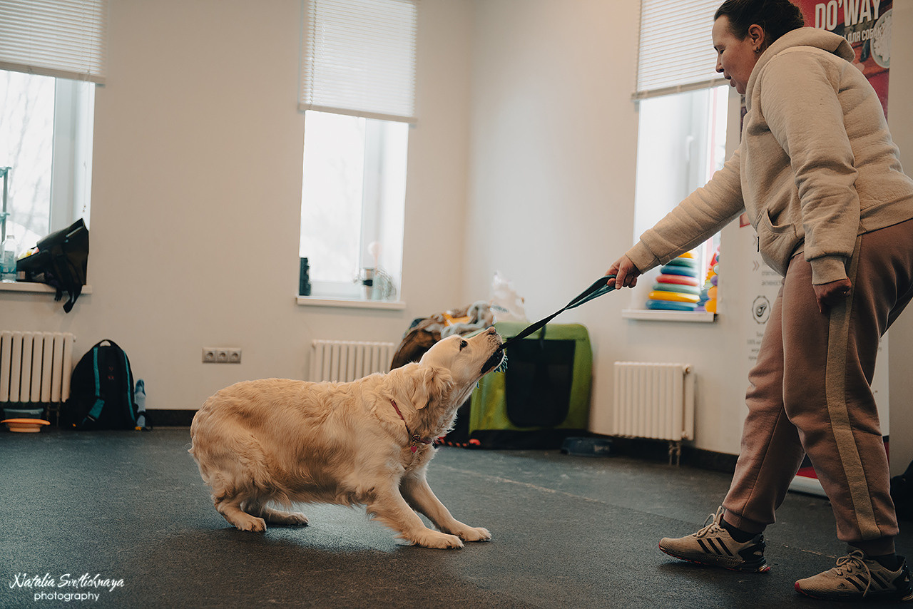 Семинар с Марией Рыбкиной «Игры с собаками» (24.02.2023). Фотограф-анималист Наталья Светличная