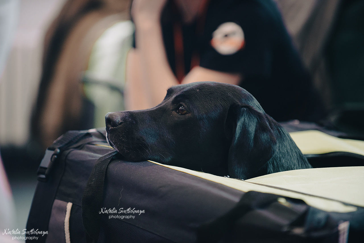 Семинар с Марией Рыбкиной «Игры с собаками» (24.02.2023). Фотограф-анималист Наталья Светличная