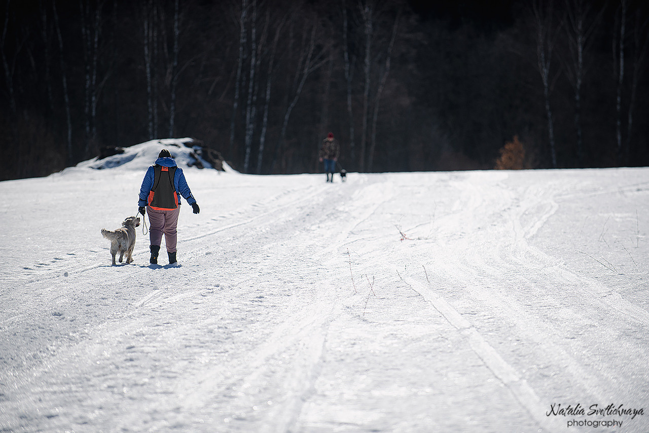 Тренировочный воркинг тест Школы Шмеля 18 марта 2023. Фотограф-анималист Наталья Светличная