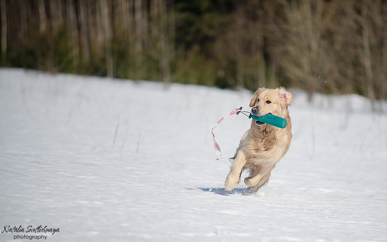 Тренировочный воркинг тест Школы Шмеля 18 марта 2023. Фотограф-анималист Наталья Светличная