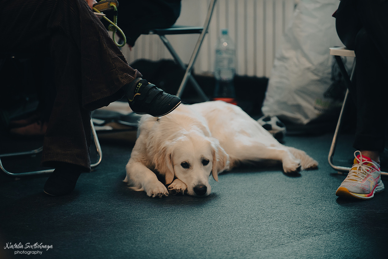 Семинар с Марией Рыбкиной «Игры с собаками» (24.02.2023). Фотограф-анималист Наталья Светличная