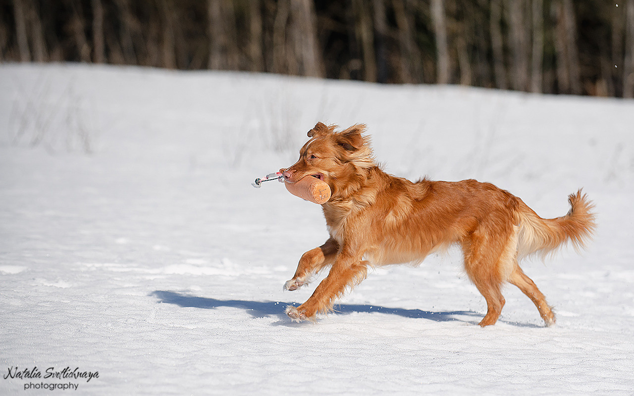 Тренировочный воркинг тест Школы Шмеля 18 марта 2023. Фотограф-анималист Наталья Светличная