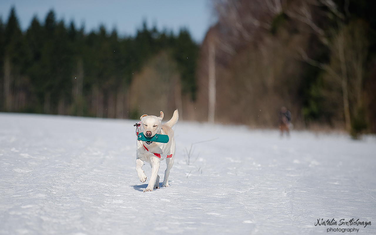 Тренировочный воркинг тест Школы Шмеля 18 марта 2023. Фотограф-анималист Наталья Светличная