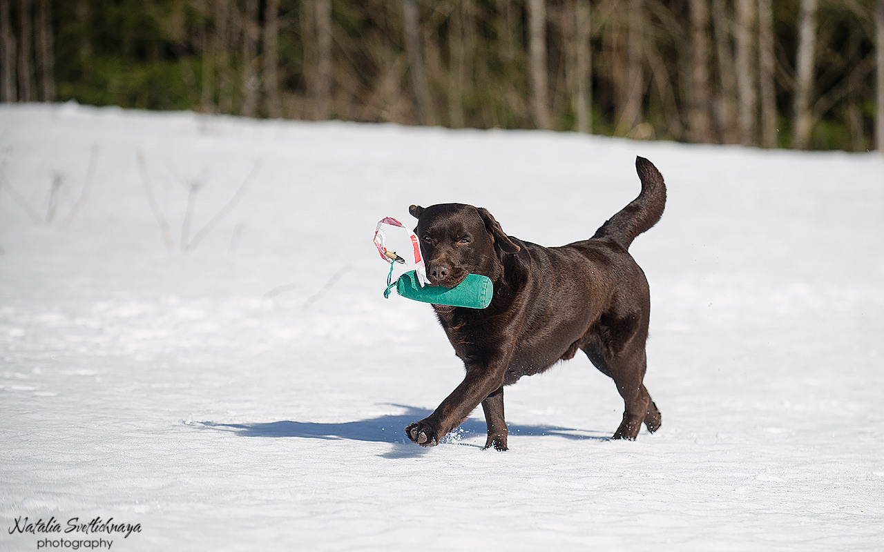 Тренировочный воркинг тест Школы Шмеля 18 марта 2023. Фотограф-анималист Наталья Светличная