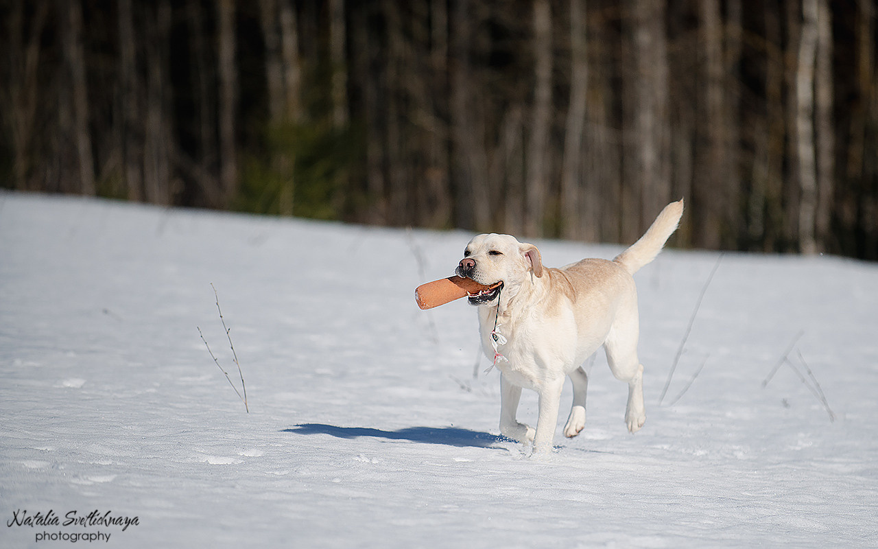 Тренировочный воркинг тест Школы Шмеля 18 марта 2023. Фотограф-анималист Наталья Светличная