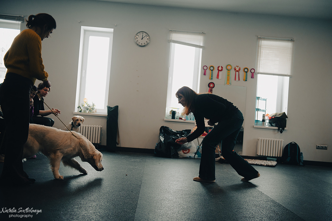 Семинар с Марией Рыбкиной «Игры с собаками» (24.02.2023). Фотограф-анималист Наталья Светличная
