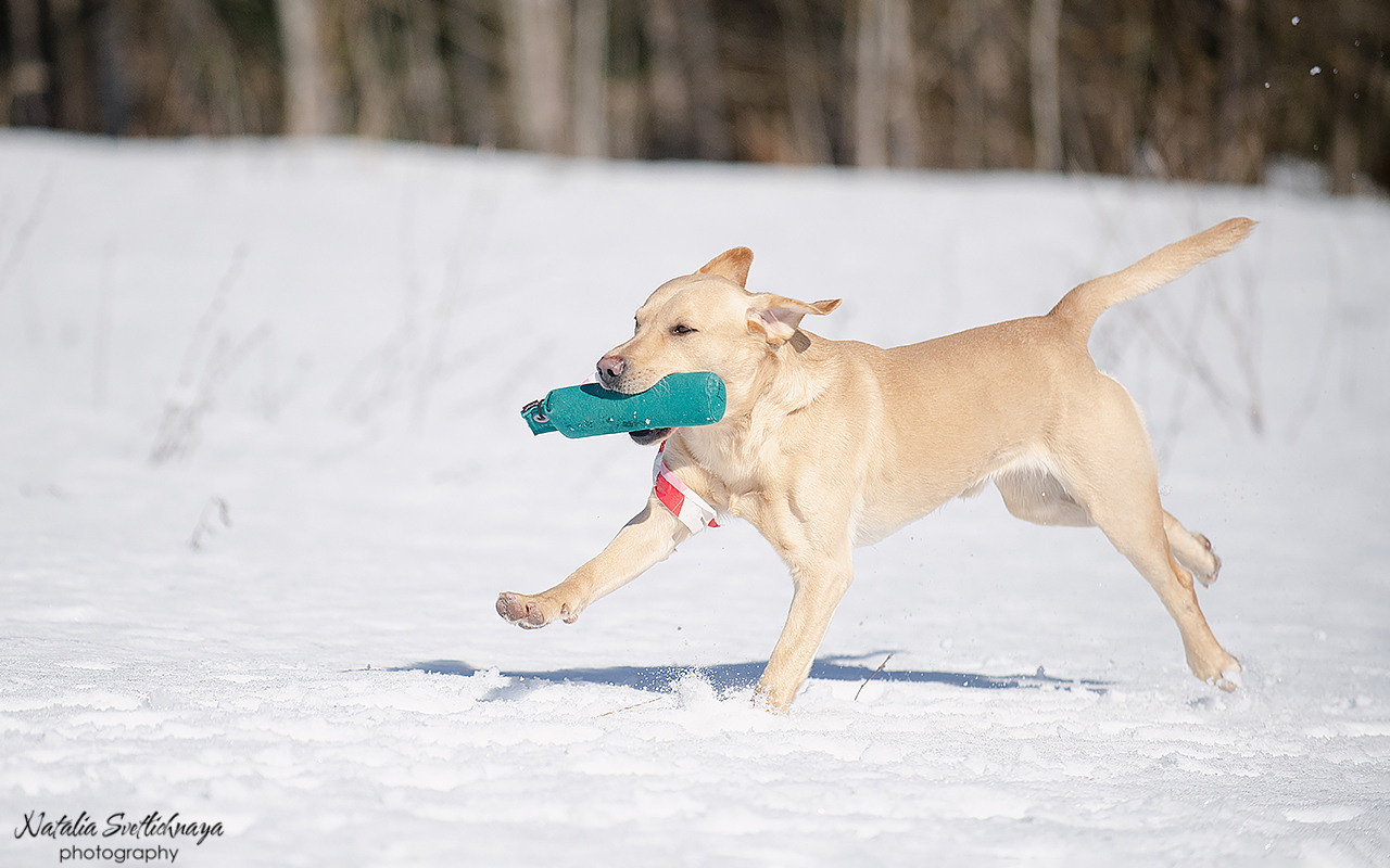 Тренировочный воркинг тест Школы Шмеля 18 марта 2023. Фотограф-анималист Наталья Светличная